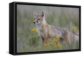 Swift Fox (Vulpes velox) vixen, Pawnee National Grassland, Colorado, USA, North America-James Hager-Framed Stretched Canvas