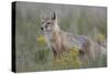 Swift Fox (Vulpes velox) vixen, Pawnee National Grassland, Colorado, USA, North America-James Hager-Stretched Canvas