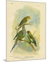 Swift Lorikeet, 1891-Gracius Broinowski-Mounted Giclee Print