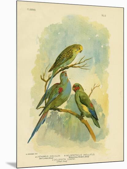 Swift Lorikeet, 1891-Gracius Broinowski-Mounted Giclee Print