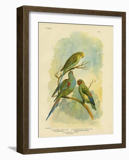 Swift Lorikeet, 1891-Gracius Broinowski-Framed Giclee Print