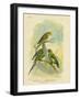 Swift Lorikeet, 1891-Gracius Broinowski-Framed Giclee Print