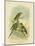 Swift Lorikeet, 1891-Gracius Broinowski-Mounted Giclee Print
