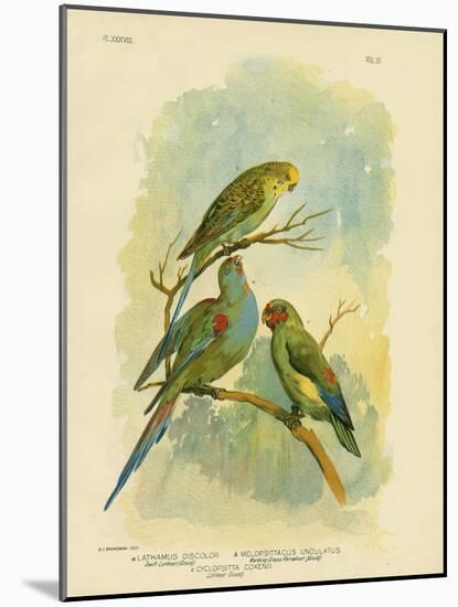 Swift Lorikeet, 1891-Gracius Broinowski-Mounted Giclee Print