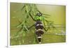 Swift River Cruiser Dragonfly Male, Effingham Co., Il-Richard ans Susan Day-Framed Photographic Print