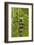 Swift River Cruiser Dragonfly Male, Effingham Co., Il-Richard ans Susan Day-Framed Photographic Print