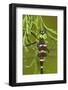 Swift River Cruiser Dragonfly Male, Effingham Co., Il-Richard ans Susan Day-Framed Photographic Print