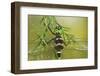 Swift River Cruiser Dragonfly Male, Effingham Co., Il-Richard ans Susan Day-Framed Photographic Print