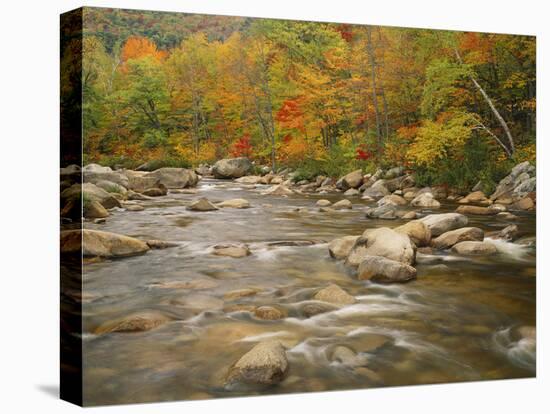 Swift River Flowing Trough Forest in Autumn, White Mountains National Forest, New Hampshire, USA-Adam Jones-Stretched Canvas