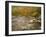 Swift River Flowing Trough Forest in Autumn, White Mountains National Forest, New Hampshire, USA-Adam Jones-Framed Photographic Print