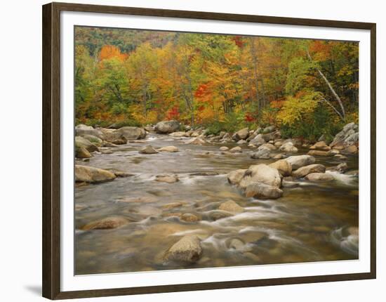 Swift River Flowing Trough Forest in Autumn, White Mountains National Forest, New Hampshire, USA-Adam Jones-Framed Photographic Print