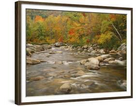 Swift River Flowing Trough Forest in Autumn, White Mountains National Forest, New Hampshire, USA-Adam Jones-Framed Photographic Print