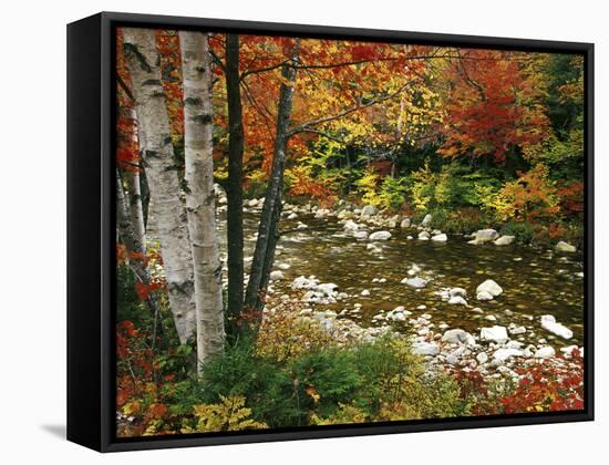 Swift River with Aspen and Maple Trees in the White Mountains, New Hampshire, USA-Darrell Gulin-Framed Stretched Canvas