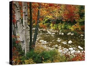 Swift River with Aspen and Maple Trees in the White Mountains, New Hampshire, USA-Darrell Gulin-Stretched Canvas