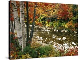 Swift River with Aspen and Maple Trees in the White Mountains, New Hampshire, USA-Darrell Gulin-Stretched Canvas