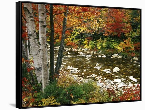 Swift River with Aspen and Maple Trees in the White Mountains, New Hampshire, USA-Darrell Gulin-Framed Stretched Canvas