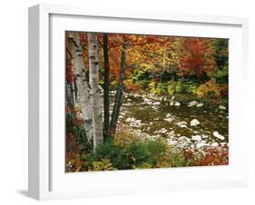 Swift River with Aspen and Maple Trees in the White Mountains, New Hampshire, USA-Darrell Gulin-Framed Premium Photographic Print