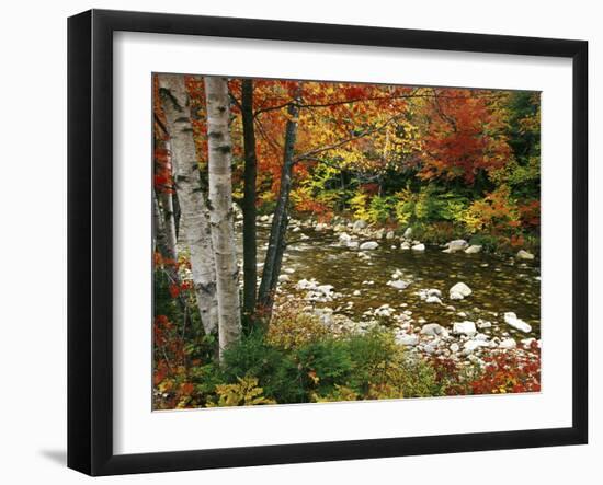 Swift River with Aspen and Maple Trees in the White Mountains, New Hampshire, USA-Darrell Gulin-Framed Photographic Print