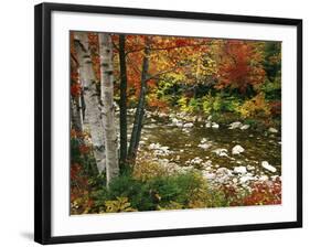 Swift River with Aspen and Maple Trees in the White Mountains, New Hampshire, USA-Darrell Gulin-Framed Photographic Print