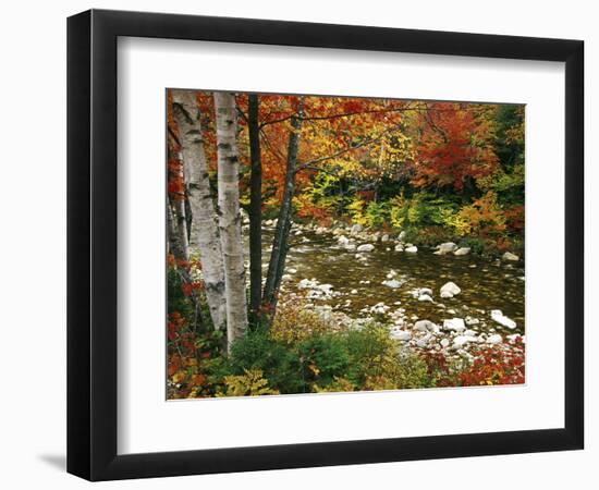 Swift River with Aspen and Maple Trees in the White Mountains, New Hampshire, USA-Darrell Gulin-Framed Premium Photographic Print