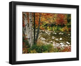 Swift River with Aspen and Maple Trees in the White Mountains, New Hampshire, USA-Darrell Gulin-Framed Premium Photographic Print
