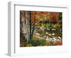 Swift River with Aspen and Maple Trees in the White Mountains, New Hampshire, USA-Darrell Gulin-Framed Premium Photographic Print