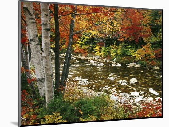 Swift River with Aspen and Maple Trees in the White Mountains, New Hampshire, USA-Darrell Gulin-Mounted Premium Photographic Print