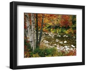 Swift River with Aspen and Maple Trees in the White Mountains, New Hampshire, USA-Darrell Gulin-Framed Photographic Print