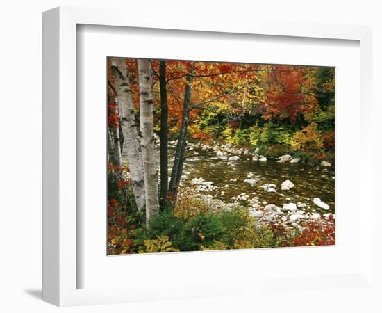 Swift River with Aspen and Maple Trees in the White Mountains, New Hampshire, USA-Darrell Gulin-Framed Photographic Print