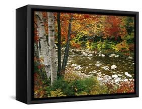 Swift River with Aspen and Maple Trees in the White Mountains, New Hampshire, USA-Darrell Gulin-Framed Stretched Canvas