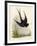 Swift-null-Framed Giclee Print