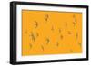 Swifts  2017  (digital)-Sarah Hough-Framed Giclee Print