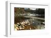 Swiftwater Covered Bridge, Bath, Newpshire-George Oze-Framed Photographic Print