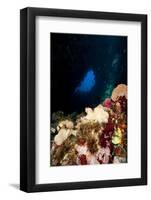 Swim Through, Dominica, West Indies, Caribbean, Central America-Lisa Collins-Framed Photographic Print