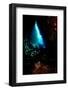 Swim Through, Dominica, West Indies, Caribbean, Central America-Lisa Collins-Framed Photographic Print