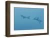 Swim Through Thick Air-Jacob Berghoef-Framed Photographic Print