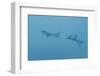 Swim Through Thick Air-Jacob Berghoef-Framed Photographic Print