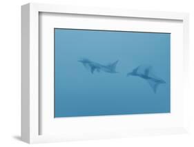 Swim Through Thick Air-Jacob Berghoef-Framed Photographic Print