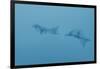 Swim Through Thick Air-Jacob Berghoef-Framed Photographic Print