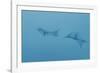 Swim Through Thick Air-Jacob Berghoef-Framed Photographic Print