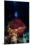 Swim Through with Giant Sponge, Dominica, West Indies, Caribbean, Central America-Lisa Collins-Mounted Photographic Print