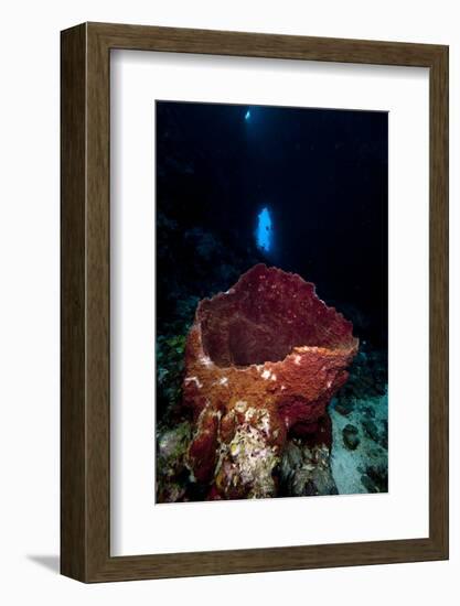 Swim Through with Giant Sponge, Dominica, West Indies, Caribbean, Central America-Lisa Collins-Framed Photographic Print