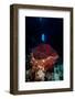 Swim Through with Giant Sponge, Dominica, West Indies, Caribbean, Central America-Lisa Collins-Framed Photographic Print