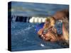 Swimmer Doing the Freestyle-null-Stretched Canvas