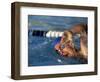 Swimmer Doing the Freestyle-null-Framed Photographic Print