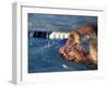 Swimmer Doing the Freestyle-null-Framed Photographic Print