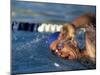 Swimmer Doing the Freestyle-null-Mounted Photographic Print