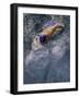 Swimmer Gliding Through the Water-null-Framed Photographic Print