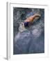 Swimmer Gliding Through the Water-null-Framed Photographic Print