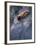 Swimmer Gliding Through the Water-null-Framed Photographic Print